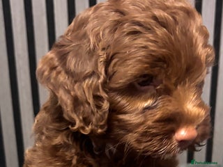 Cockapoo dogs Tanners gorgeous last puppy available - Advert 10