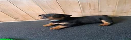 Rottweiler dogs for sale: 1 girl and 2 boy rottweiler  in Falmouth - Advert 7