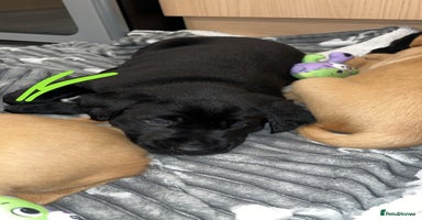 Labrador Retriever dogs - Advert 4