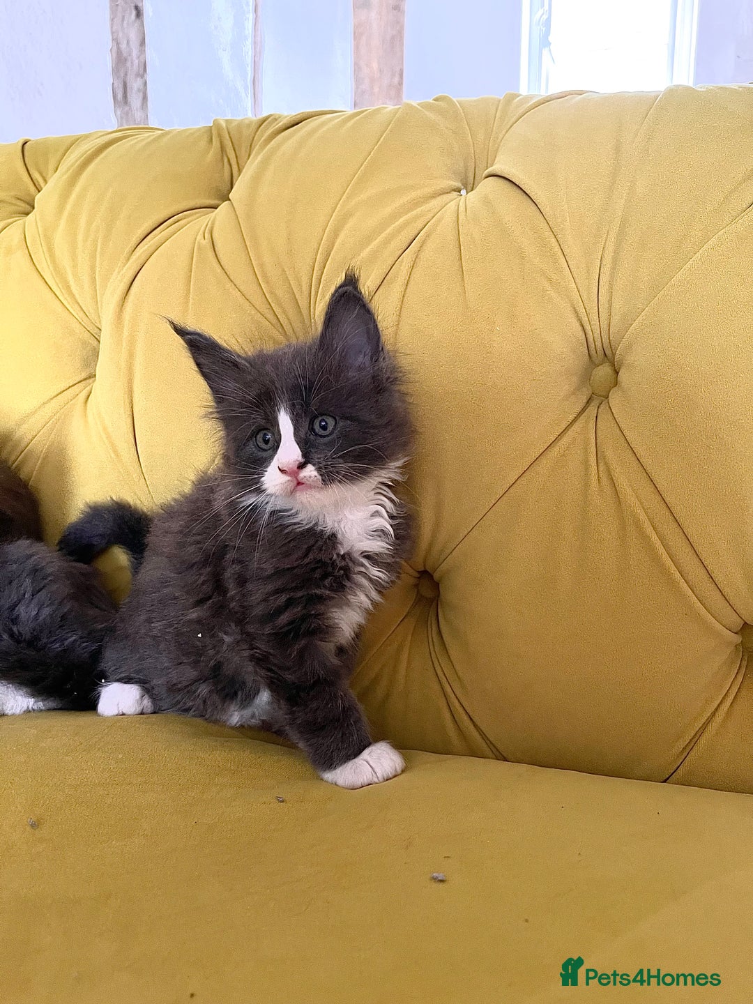 Maine Coon cats for sale: 😻GCCF HUGE RUSSIAN/GERMAN IMPORT MC KITTENS 😻 - Image 12