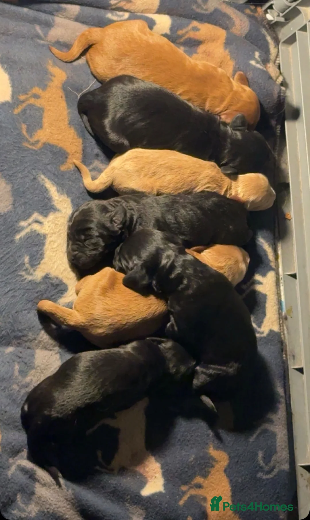 Cockapoo dogs for sale: 7 mini cockapoo puppies looking for there new home in Bradford - Advert 2