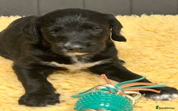 Mixed Breed dogs for sale: Rare Dalmadoodles - Image 5