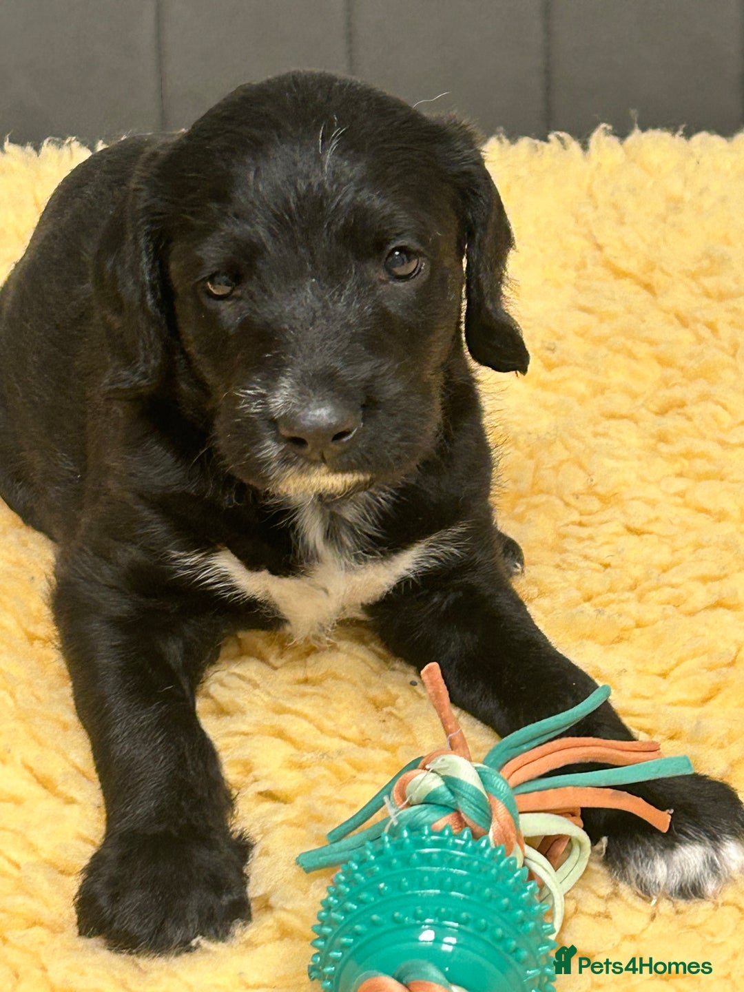 Mixed Breed dogs for sale: Rare Dalmadoodles - Image 5