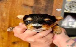 Yorkshire Terrier dogs for sale: Miniature pedigree Yorkshire Terrier  - Image 13
