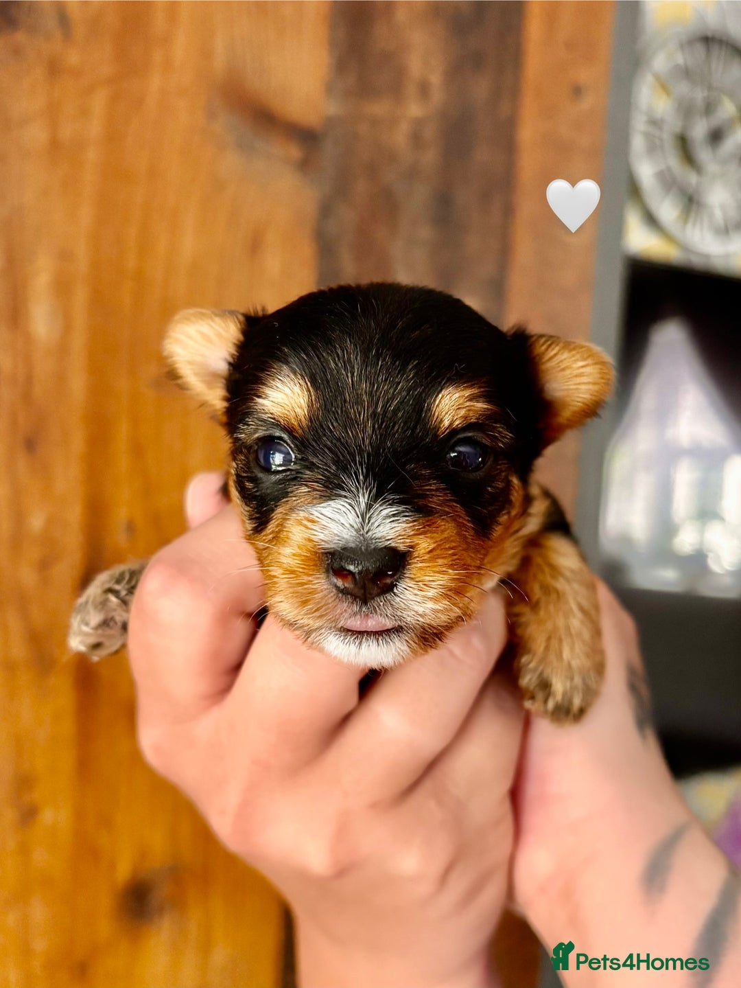 Yorkshire Terrier dogs for sale: Miniature pedigree Yorkshire Terrier  - Image 13