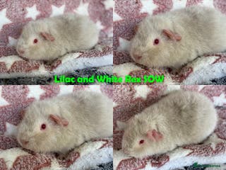 Guinea Pig rodents BOAR and SOW Abyssinian and Rex baby Guinea Pigs - Advert 4