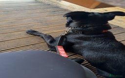 Mixed Breed dogs for sale: Madjeska Shepard for sale  - Advert 6