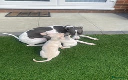 Italian Greyhound dogs for sale: Italian greyhound puppies - Image 14