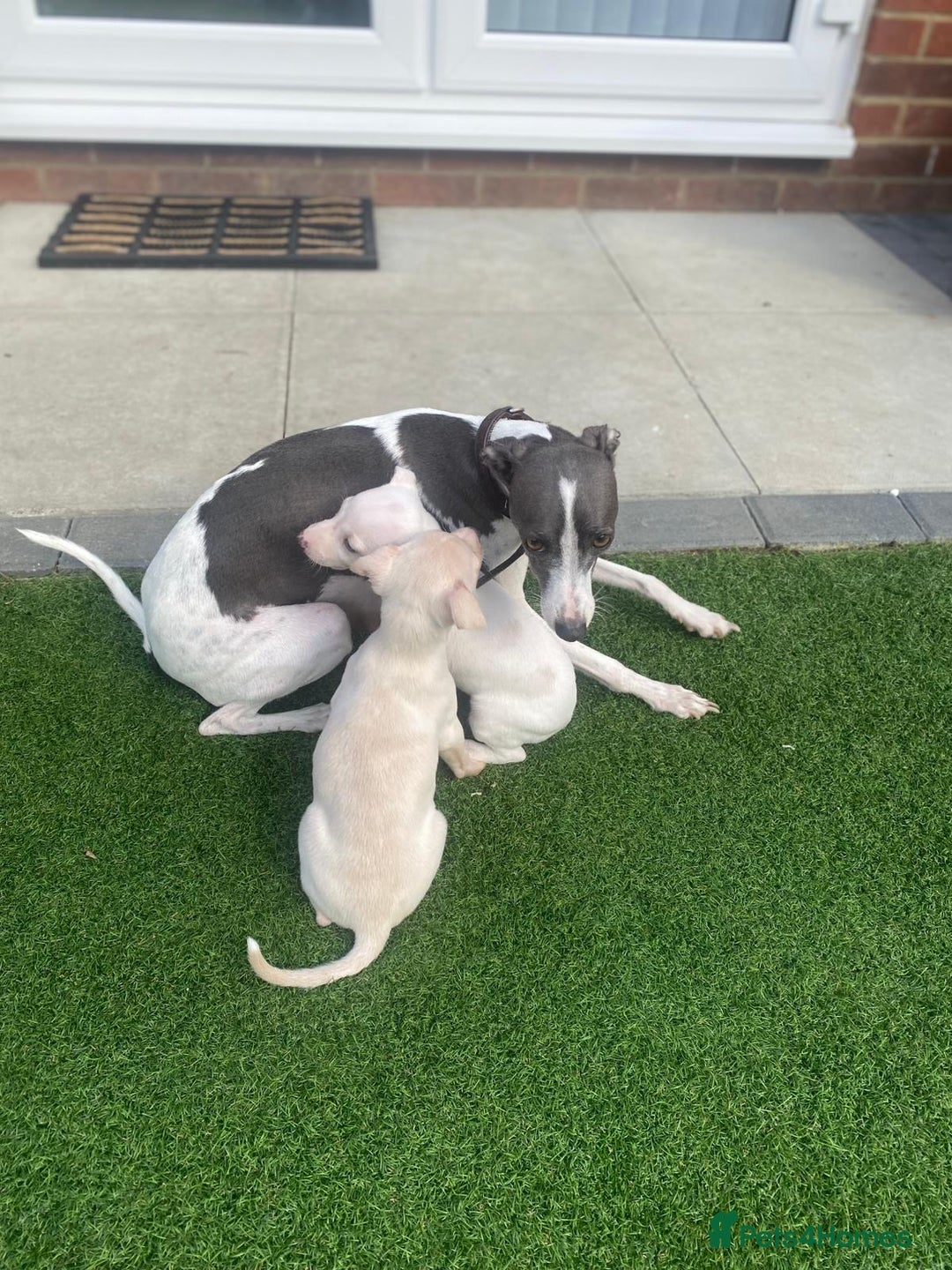Italian Greyhound dogs for sale: Italian greyhound puppies - Image 14