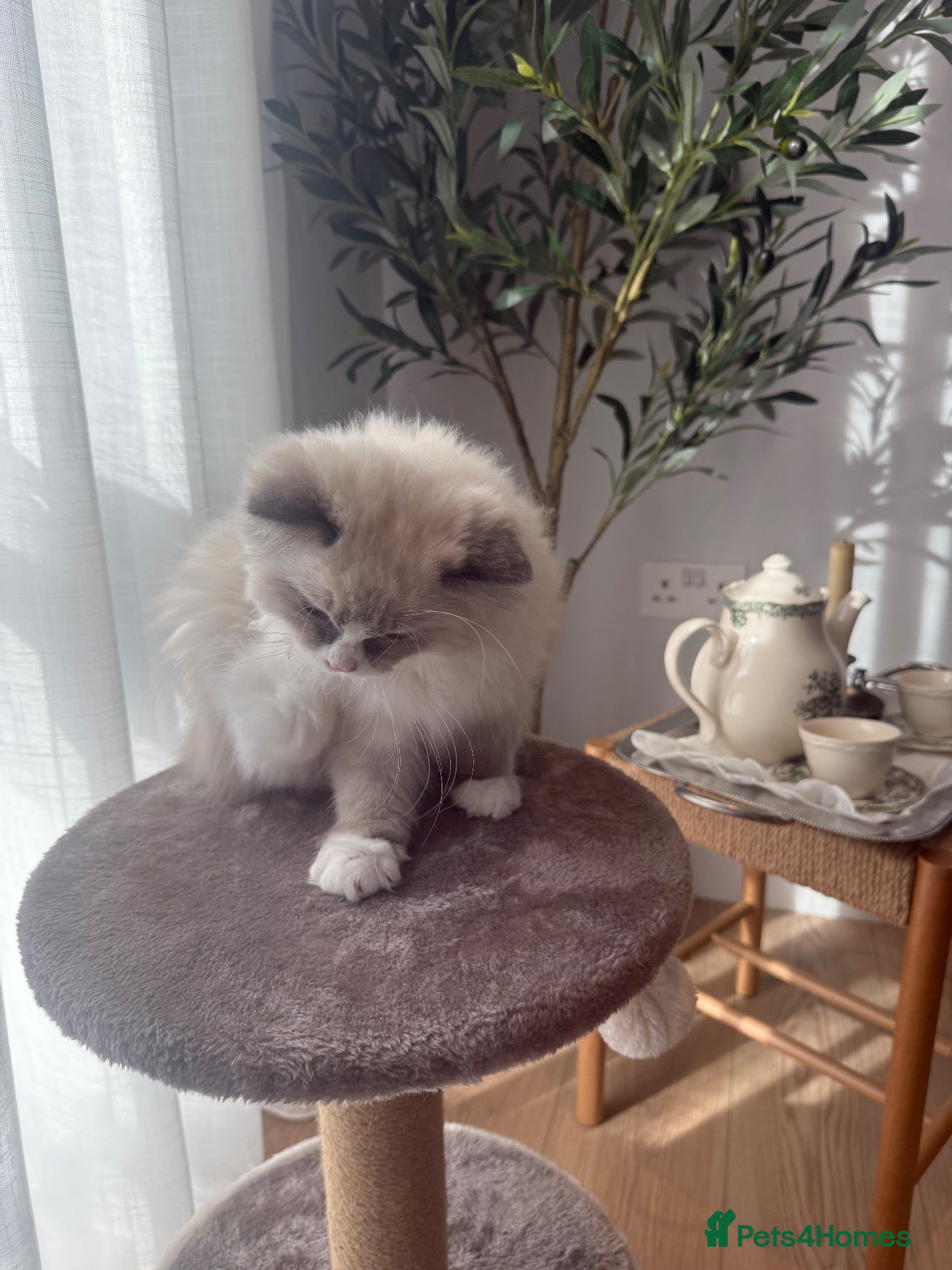 Ragdoll cats for sale: Ragdoll kitten  - Advert 6