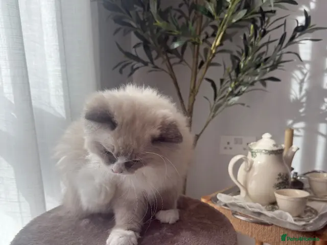 Ragdoll cats for sale: Ragdoll kitten - Advert 14
