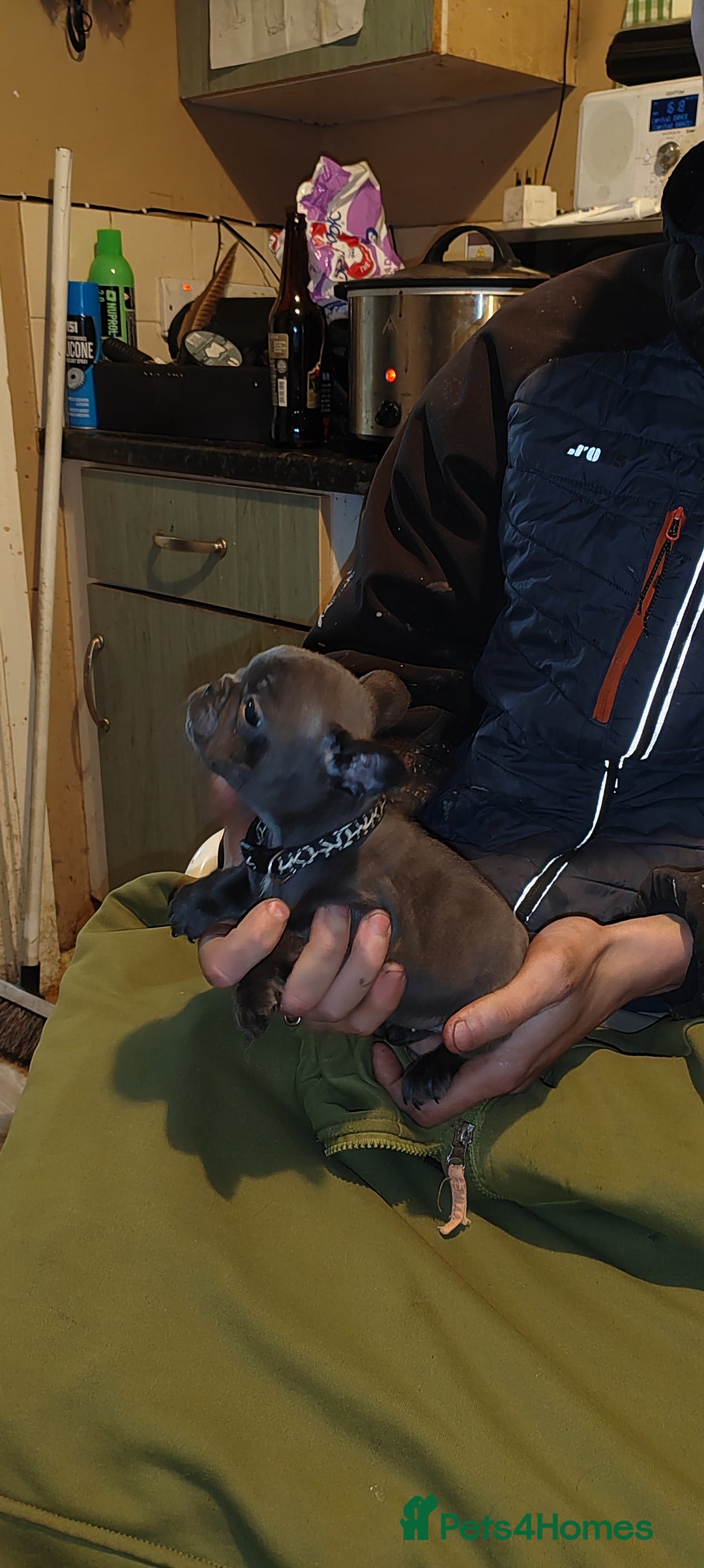 French Bulldog dogs for sale: French Bulldog puppies - Advert 5