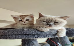 British Shorthair cats for sale: BSH boy - Image 1