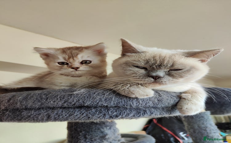 British Shorthair cats - Advert 15