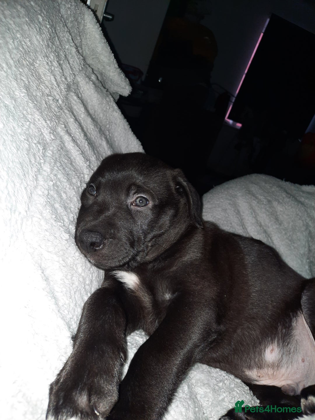 Mixed Breed dogs for sale: Cane shepherd  - Advert 2