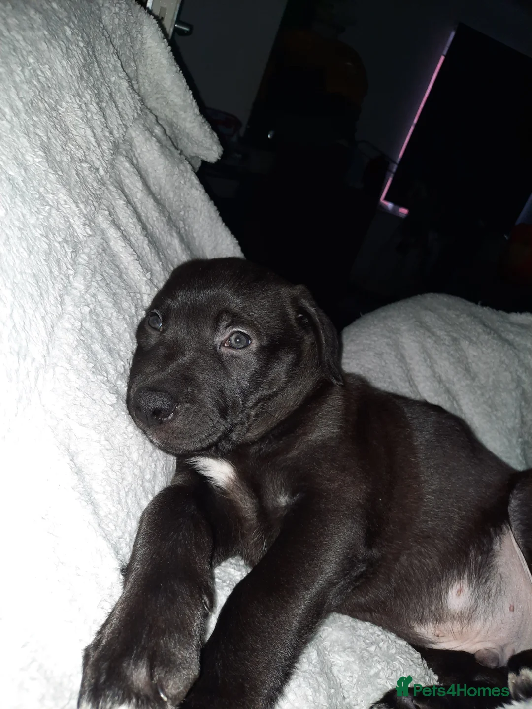 Mixed Breed dogs for sale: Cane shepherd  - Advert 2