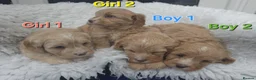 Cavapoo dogs for sale: Quality F1 Cavapoos. in Stockport - Advert 24