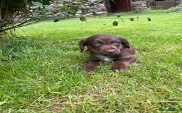Mixed Breed dogs for sale: Sprollie puppies ❤️ - Image 14