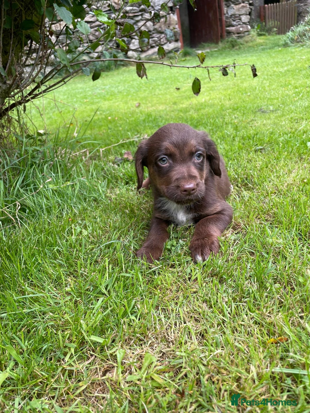 Mixed Breed dogs for sale: Sprollie puppies ❤️ - Image 14
