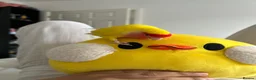 Lovebirds birds for sale: Peach faced lovebird  - Advert 13