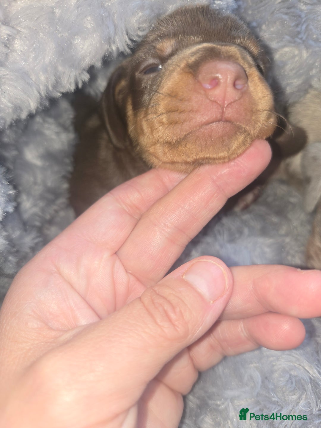 Dachshund dogs for sale: Beautiful Dachshund Puppies - Image 6