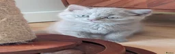 Selkirk Rex cats for sale: 😻 Beautiful Selkirk Rex Kittens 😻 - Advert 2