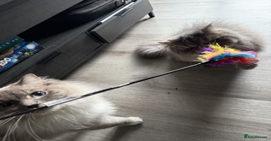 Ragdoll cats - Advert 5