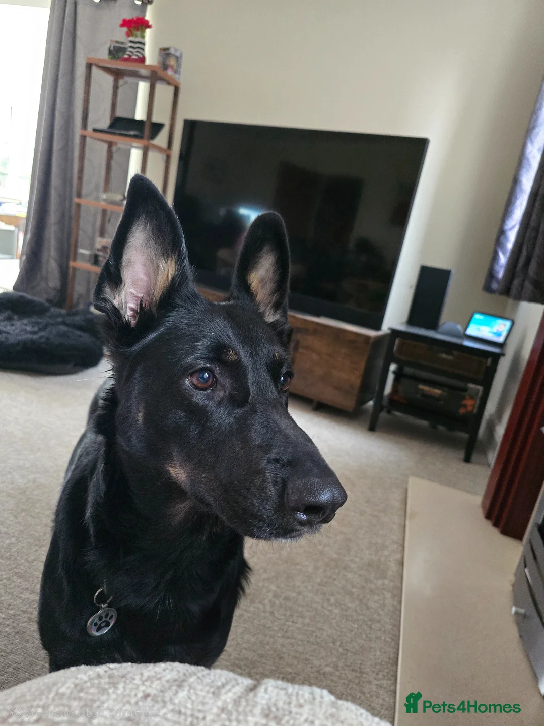 German Shepherd dogs for sale: 4 Year old female german shepherd  - Advert 1