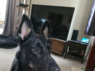 German Shepherd dogs 4 Year old female german shepherd - Advert 2