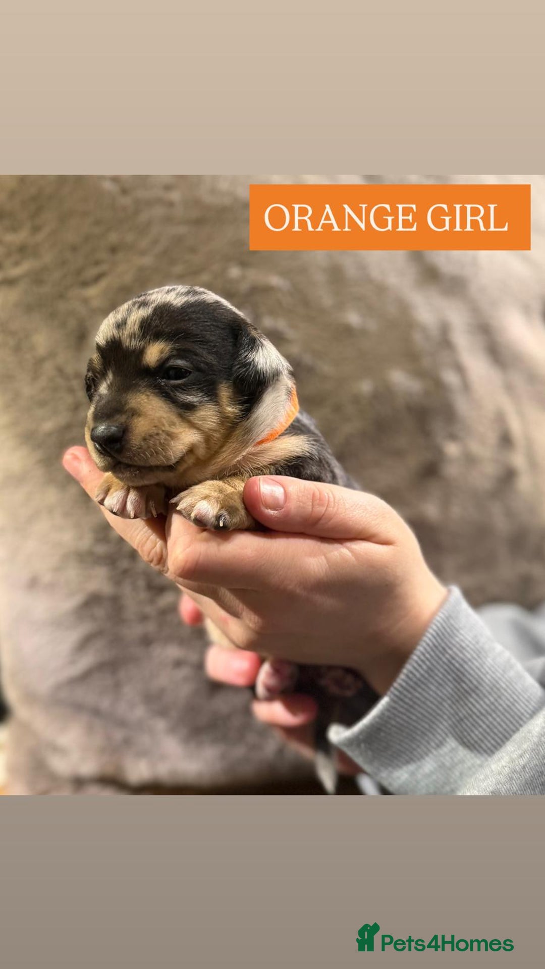 Jack Russell dogs for sale: Pure Breed special colour Jack Russells  - Advert 15