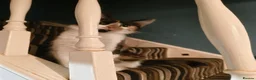 Mixed Breed cats for sale: Beautiful Mix Breed Calico Cat - Advert 6