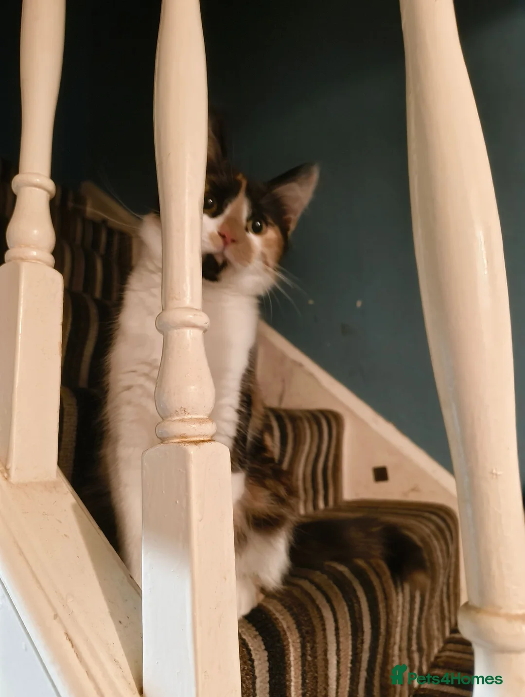 Mixed Breed cats for sale: Beautiful Mix Breed Calico Cat - Advert 6