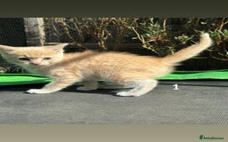 Mixed Breed cats for sale: 3 Female Ragdoll X Kittens  - Image 10