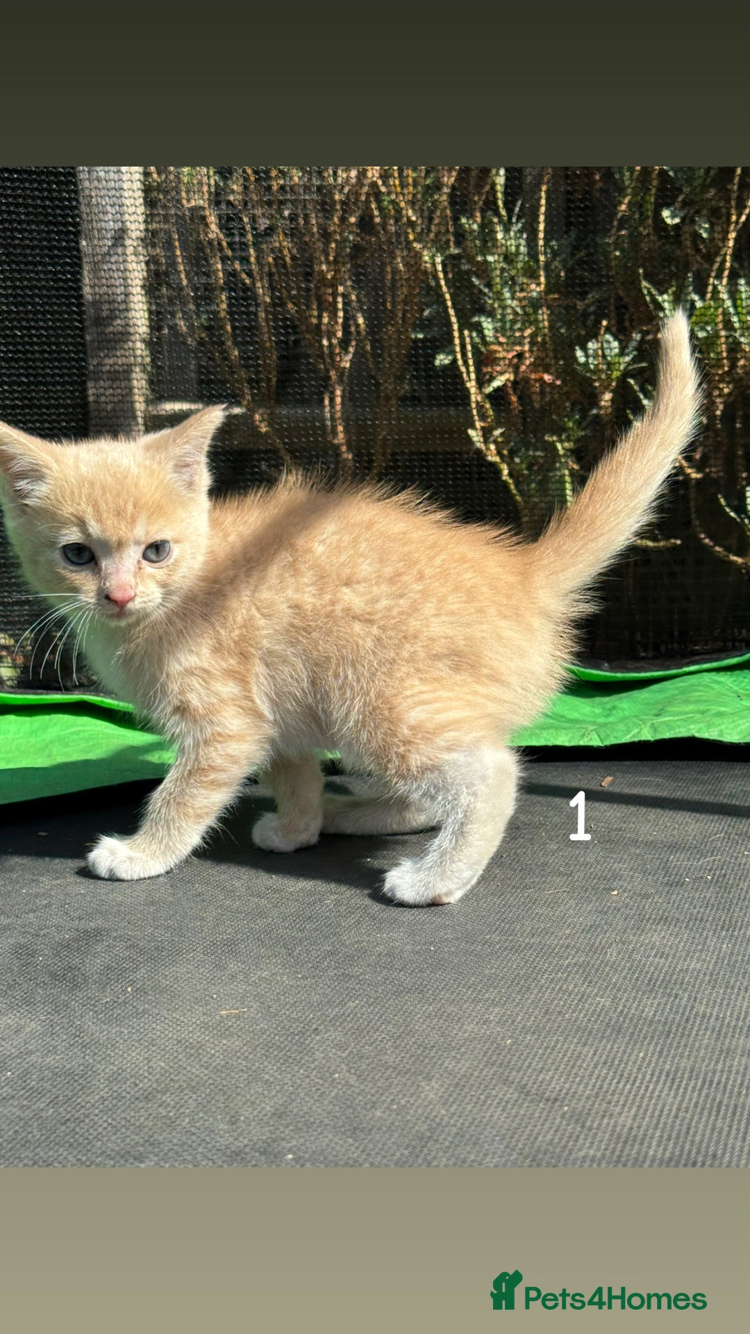 Mixed Breed cats for sale: 3 Female Ragdoll X Kittens  - Image 10