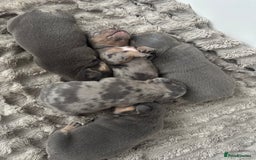Mixed Breed dogs for sale: 5 beautiful frenchie x English bulldogs for sale  - Image 7
