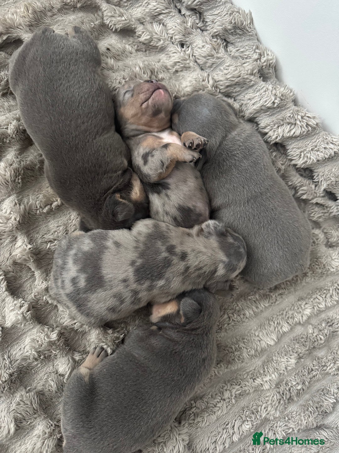 Mixed Breed dogs for sale: 5 beautiful frenchie x English bulldogs for sale  - Image 7