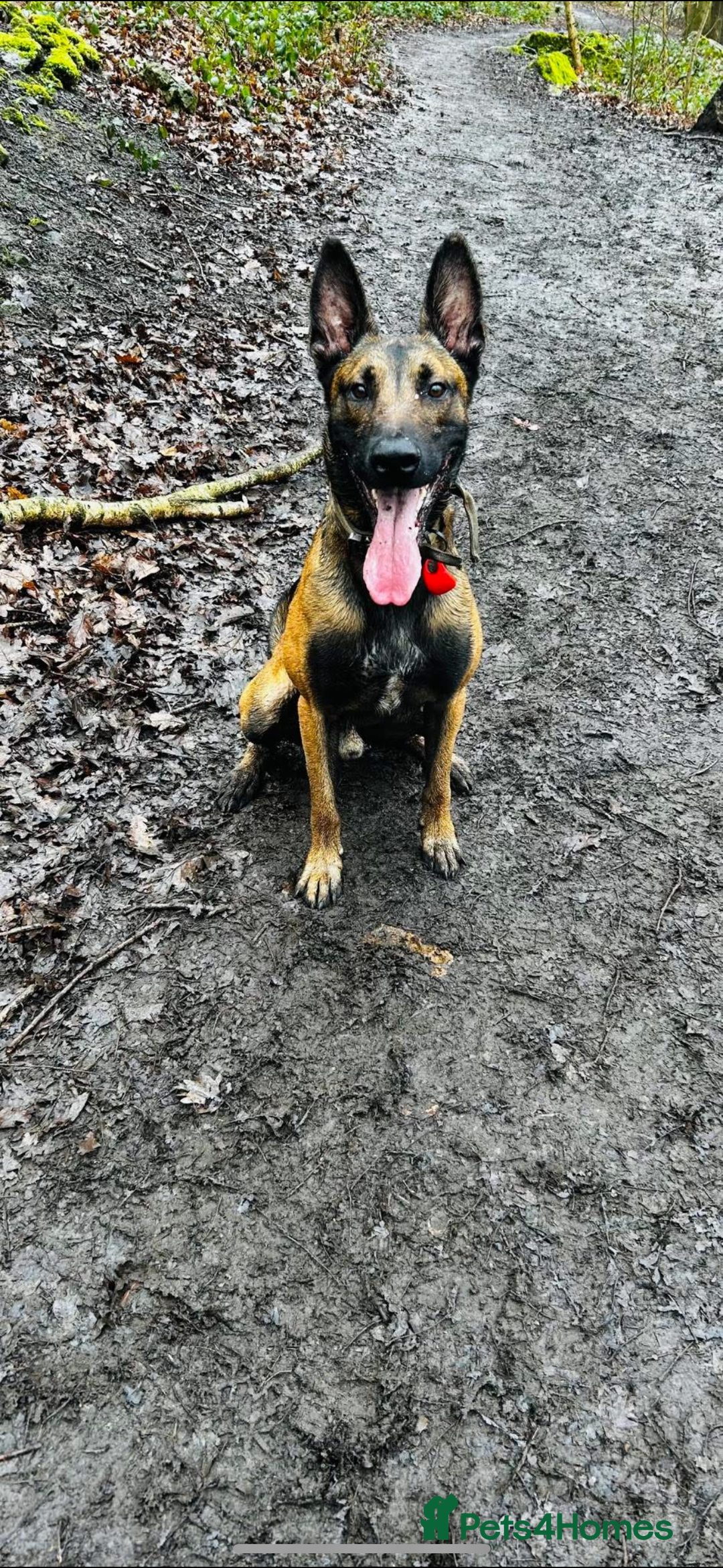 Belgian Shepherd Dog dogs for sale: Belgian Malinois Male Leeds - Advert 1