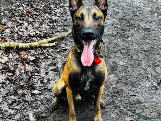 Belgian Shepherd Dog dogs Experienced Home Wanted Belgian Malinois Leeds - Advert 1
