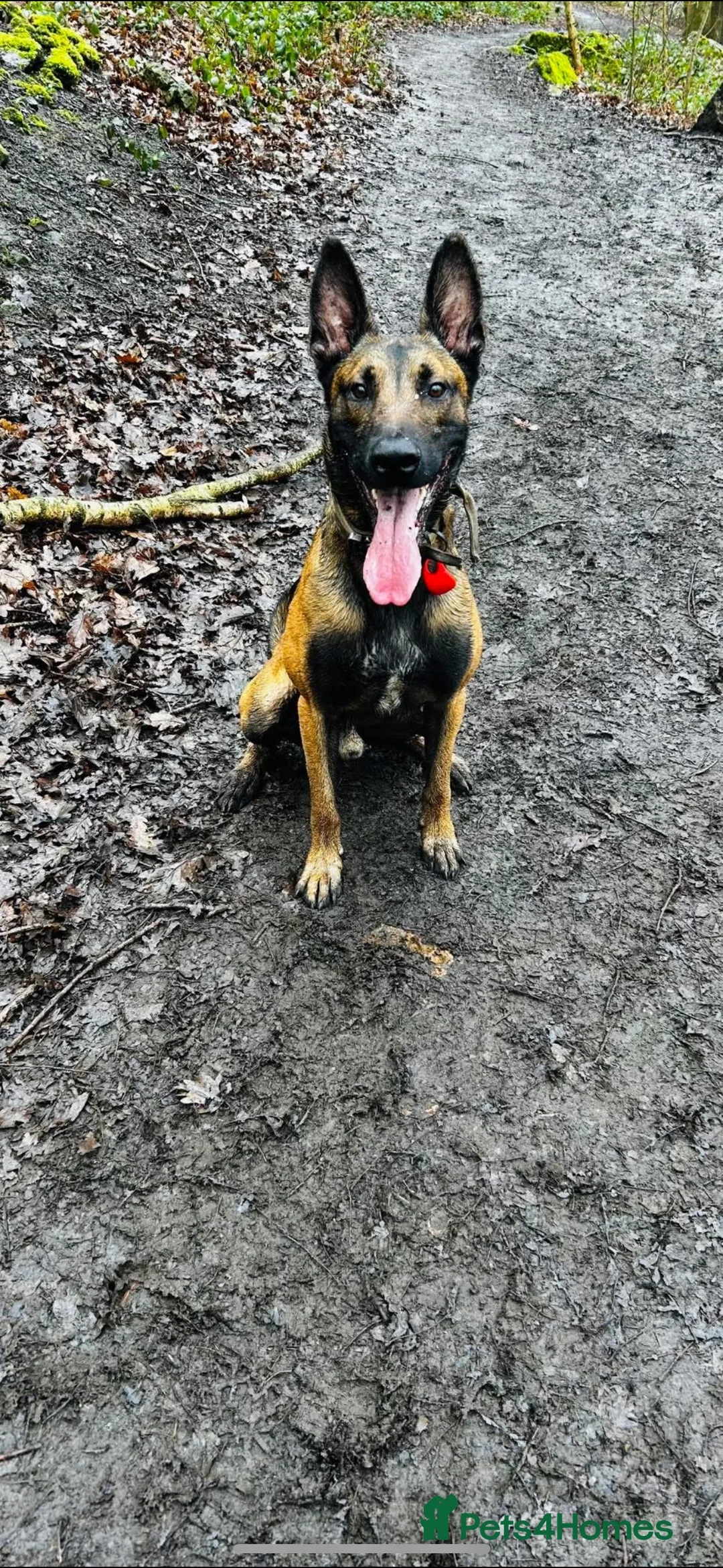 Belgian Shepherd Dog dogs for sale: Belgian Malinois Male Leeds - Advert 1