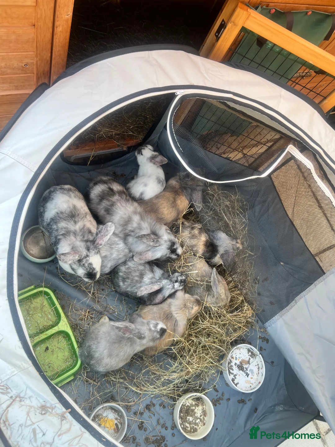 Mixed Breed rabbits for sale: 14 week old Dwarf Lop x Lionhead - Advert 2