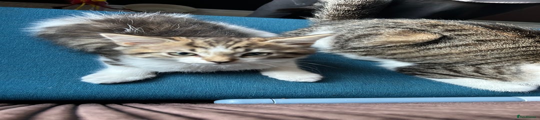 Mixed Breed Kitten 1