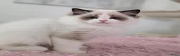 Ragdoll cats for sale: ✨️Champion European lines. Tica registered - Advert 4