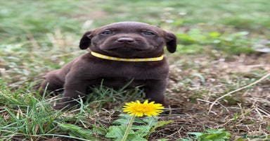 Labrador Retriever dogs - Advert 4