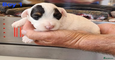Sealyham Terrier dogs - Advert 3