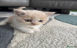 British Shorthair cats for sale: Stunning British shorthair kittens  - Image 9