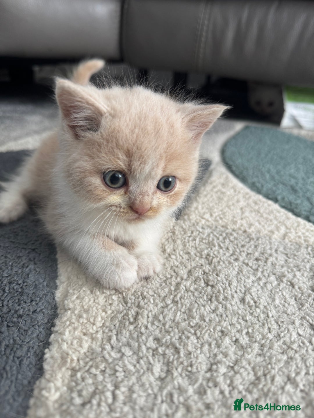 British Shorthair cats for sale: Stunning British shorthair kittens  - Image 9