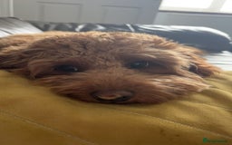 Cockapoo dogs for stud: Tommy  - Image 4