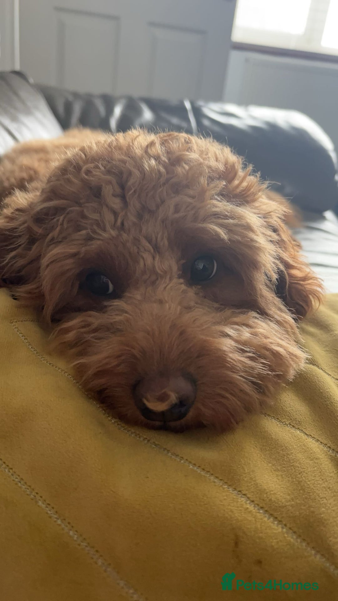 Cockapoo dogs for stud: Tommy  - Image 4