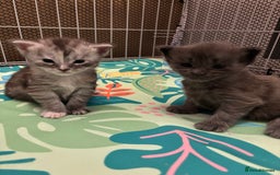 Maine Coon cats for sale: TICA Registered Maine Coon Kittens - Image 2