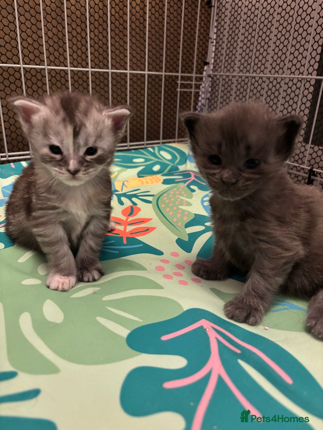 Maine Coon cats for sale: TICA Registered Maine Coon Kittens - Image 2